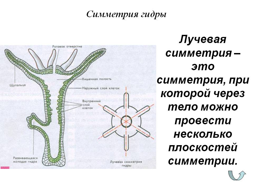 Кракен сайт дарк нет