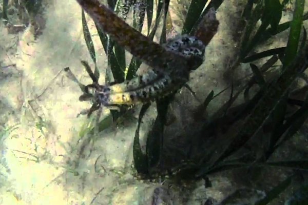 Hydra kraken