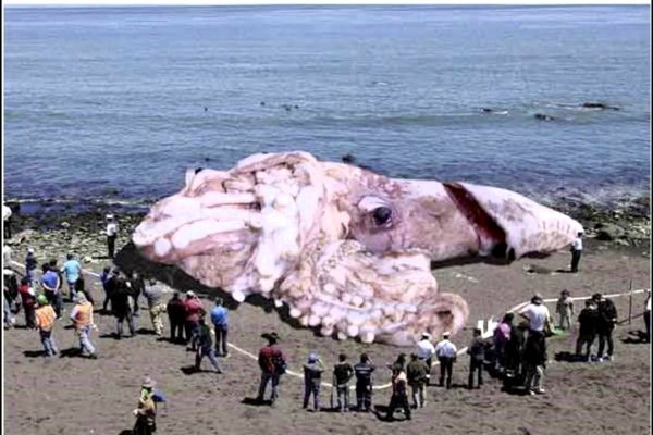Kraken 6 at