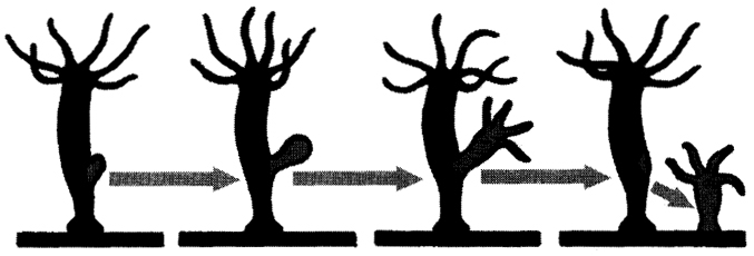 Kra33at